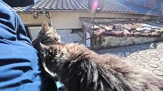 If you sit on the stone steps beside the road on Cat Island, youll be surrounded by cats, which is fun.