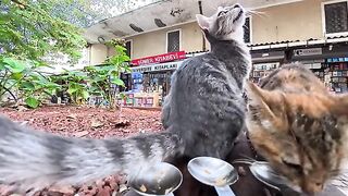 I gave some Churu to the kittens in the used bookstore district and they ate it happily, which moved me.