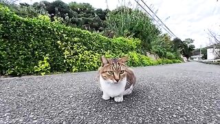 I stroked a cat sitting in the middle of the road and it happily jumped onto my lap