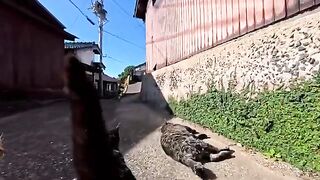An alley in a fishing port town where you cant pass without petting a cat