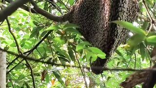 original forest honey