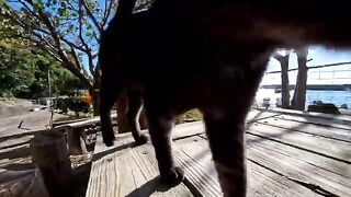 A free cat cafe near the port on Cat Island?! The cats keep coming and the healing is endless