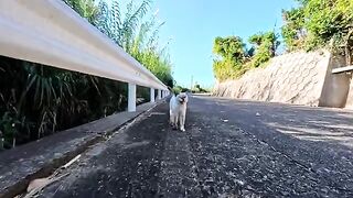 A cat I met on a mountain path said something to me