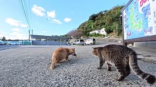 Cats fighting over a fish given to a fisherman