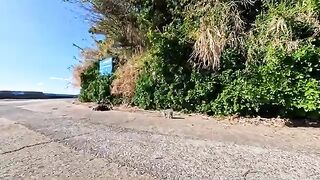 I was soothed by the heartwarming scene of a friendly cat family eating on Cat Island.