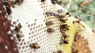 native forest honey bee harvest