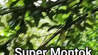 super original forest honey