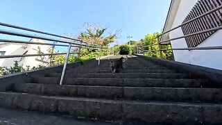 When I went to a shrine in a port town, a cat ran down the stairs.