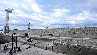 A stray cat chasing a fish