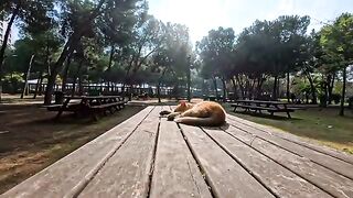 Seeing the cat being petted on the bench, another cat came over quietly.