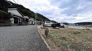 I met a cat at the fishing port on Cat Island, and when I stroked it, it jumped onto my lap.