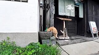 Cat Island cat The water at a sushi restaurant is so good! Check out this touching video of a gourmet cat!