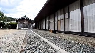 The friendly brown tabby and black cat duo I met at a shrine on Cat Island was so precious.