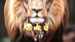 Attitude.mp4