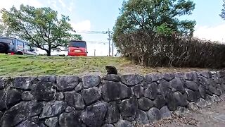 When I stroked the cat on the stone steps, it happily came down and rubbed against my feet.