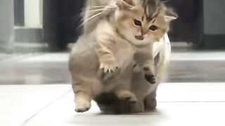 Cutest Cat Video Youll See Today