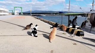 The fishing boat has returned, and the cats have gathered at the harbor to welcome it.