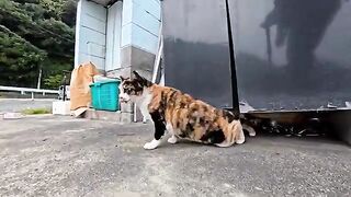 When I went to the fishing port, a calico cat came out from under the sink to be petted.