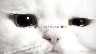 Pal Pal  Talwinder  (Slowed Reverb) Lyrics Status  lyrics edit .mp4