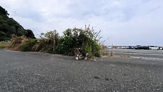 The friendly cat duo in the parking lot were so cute I was soothed