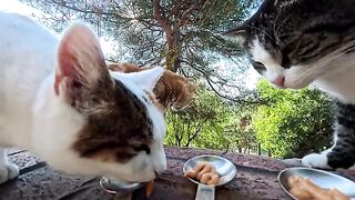 Is Woof Woof the cat the boss of this neighborhood?! After finishing his meal, he leaves with a dignified You guys can eat your fill!