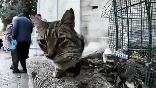 If you pet a cat on the street corner, other cats will gather around you.