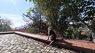 When you pet a cat in the park, it follows you to a bench, sits next to you, and explodes with affection