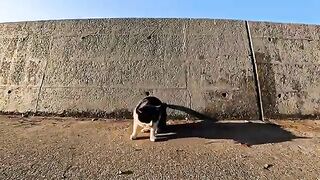 A calico cat on a road by the sea sees people and asks for a pat on the back