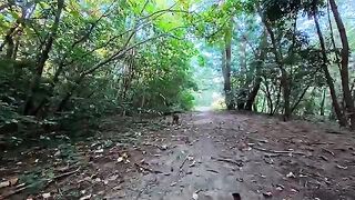 I met a friendly cat on a forest trail