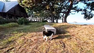 A cat sleeping next to a park bench climbs onto the bench and begs for someone when they come.