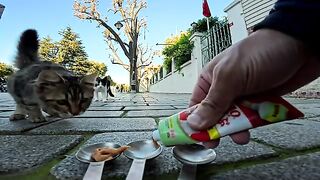 When I gave a cat some treats in an alley in an old town, its friends quickly gathered around it and it caused a commotion!