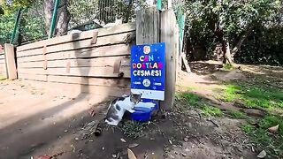 When I go to the cat shelter, there is a cute older brown tabby cat that follows me around to be petted.