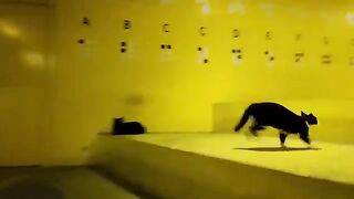 This mysterious relaxing space in a subway station is like a cat cafe and so relaxing. If you find it on your way to work, youll definitely be late