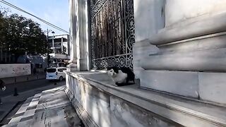 A cute cat under the eaves of a building on the side of the road. It gets affectionate when you pet it.