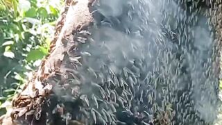 very large forest honey bees