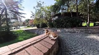 A cat was sleeping comfortably in the park, but the moment someone came, it woke up and came over to be petted - it was so cute
