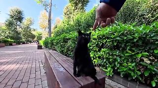 I met a black cat on a park bench and when I petted it, it snuggled up next to me and I felt soothed.