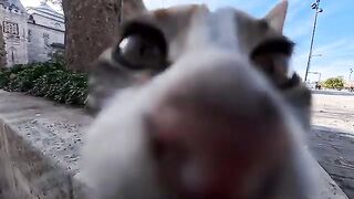 A calico cat I met outside the mosque happily climbed onto my lap when I petted it.