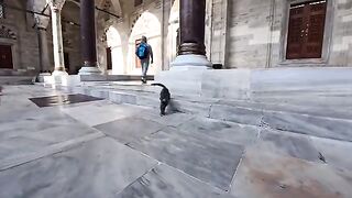 The cat playing in the mosque was so cute