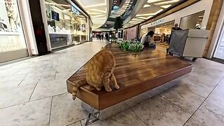 There are cats on the benches in the shopping mall, which is soothing.