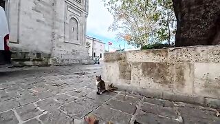 When I gave some treats to a cat outside the mosque, more and more cats started gathering around.