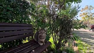 There is a cat on a park bench waiting for someone to sit on it.