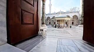 When I entered the mosque, a cat came to greet me at the entrance.
