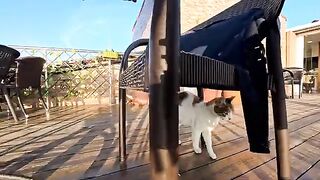 At the restaurant on the top floor of the hotel, there is a part-time cat who comes to help out at the terrace during breakfast.