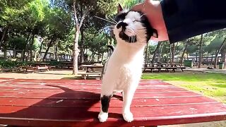Whenever I sit at a table in the park, a cat usually comes over.