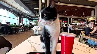 A cat came over when I was eating at the food court in the shopping mall.