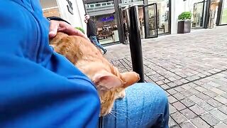 I sat on a bench at the shopping mall and a cat came and sat on my lap.