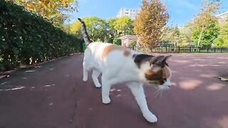 The cats in the park who see people and happily run up to them and rub against their feet are so cute