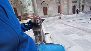 The cat I met at the mosque was friendly and cute
