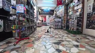 In Istanbul, second-hand bookstores and cats are almost a pair!